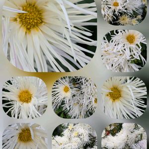 キク,サザンカ,サボテン,嵯峨菊,大輪♡の画像