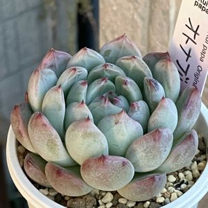 オトナブルー。,多肉植物,エケベリア属,多肉大好き,多肉植物のある暮らしの画像