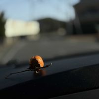 豆柿,花のある暮らし,マルシェ,ローズマリーチンキ,みどりのある暮らしの画像