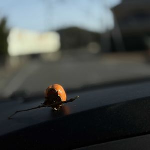 豆柿,花のある暮らし,マルシェ,みどりのある暮らし,穏やかな時間の画像