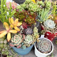 多肉植物,多肉寄せ植え,GS日和,庭の画像