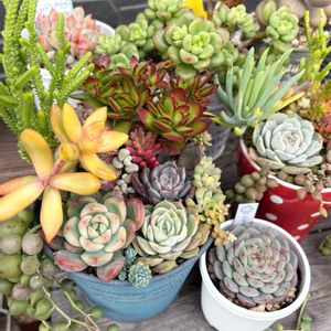 多肉植物,多肉寄せ植え,GS日和,庭の画像