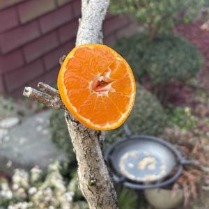 ミカン,ヒューケラ,鳥の餌場,癒し,まだまだ初心者の画像