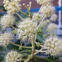 サルスベリ,サルスベリ,ヤツデ,ヤツデ,紅葉（こうよう）の画像