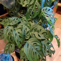 マドカズラ,マドカズラ,観葉植物,リビング・ダイニングの画像