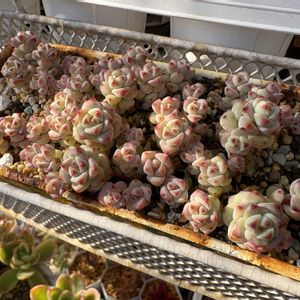 多肉植物,成長,多肉女子,フォロワーさん(*´∀｀)ﾉ ありがとぅ♪,いいね(*´∀｀)ﾉ ありがとぅ♪の画像