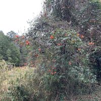 ムベ,ムベ,ヤマガキ,フユイチゴ,山柿(ｼﾌﾞｶﾞｷ）の画像