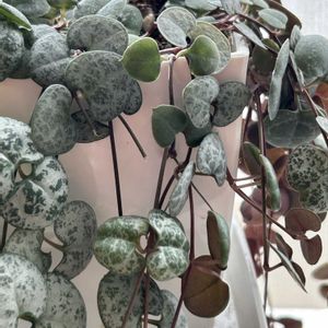 ハートカズラ,多肉植物,ハート❤,窓辺,リビング・ダイニングの画像