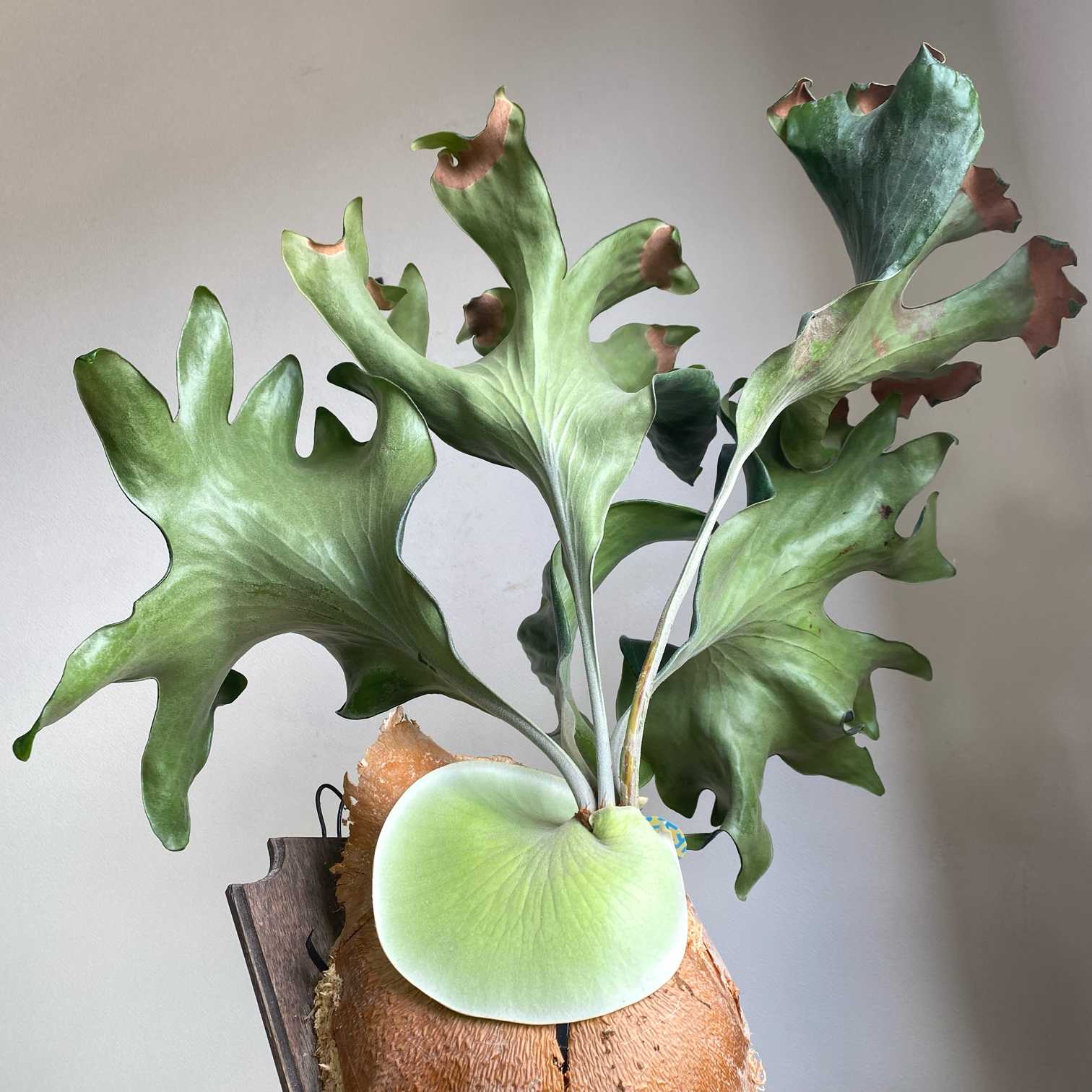 ※値下げしました※【P. hillii 'Sattahip'】ビカクシダ P.hillii 'Sattahip' サタヒップ 株分品 Yahoo!オークション - P