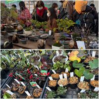 金柑,金柑,ミニ盆栽＊,膾皿　なます皿,世田谷ボロ市の画像