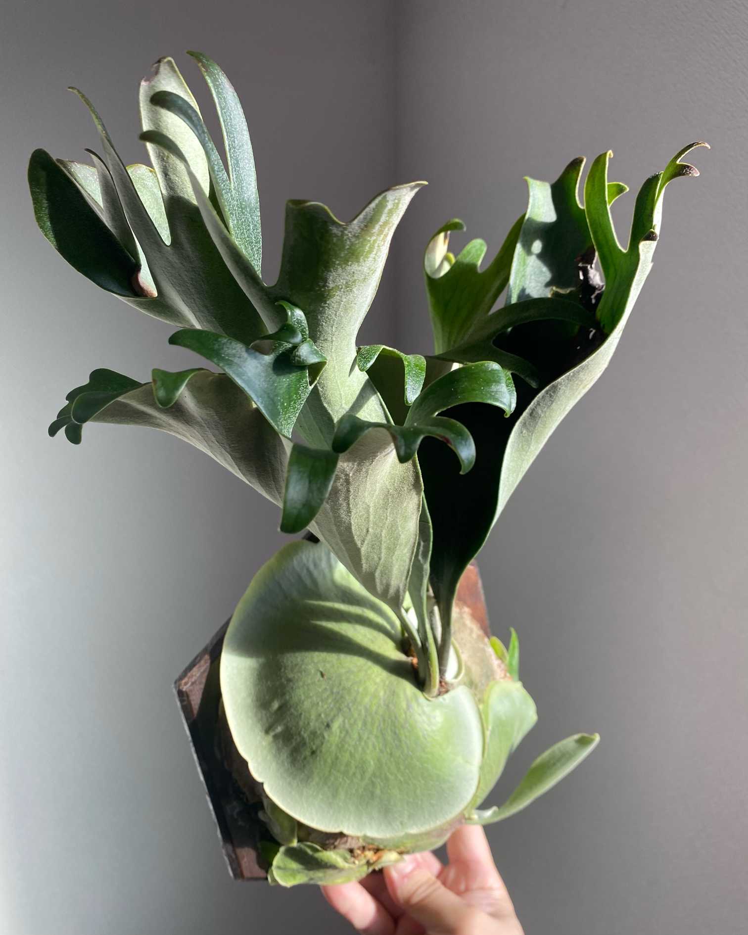 P. Nokogiri 成長記録 2025.12.14｜🍀GreenSnap（グリーンスナップ）