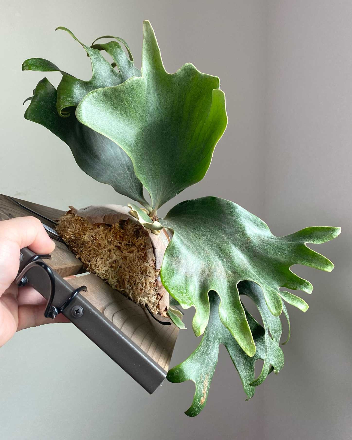 P. Nokogiri 成長記録 2025.12.14｜🍀GreenSnap（グリーンスナップ）