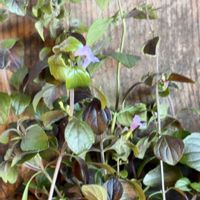 ハーブ,花のある暮らし,小さな庭の画像