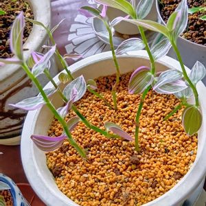 トラデスカンチア,トラデスカンチア,花のある暮らし,素敵な色❤,鉢植え✨の画像