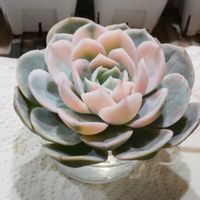 エケベリア,ブルーサプライズ錦,多肉植物,多肉男子,リビング・ダイニングの画像