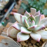 ハオルチア,ワイルドコロラータ,ハオルチア　翠雲錦,エケベリア属,ほむらさん里親苗の画像