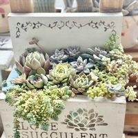 寄せ植え,多肉植物,多肉の寄せ植え,すーちゃんの寄せ植えの画像