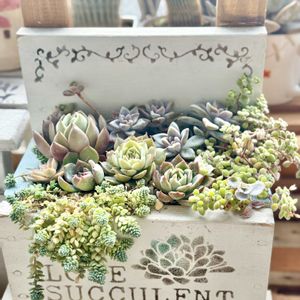 寄せ植え,多肉植物,多肉の寄せ植え,すーちゃんの寄せ植えの画像