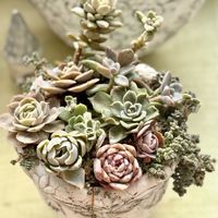 寄せ植え,多肉植物,多肉の寄せ植え,すーちゃんの寄せ植えの画像