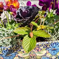 ハボタン,ワイルドストロベリー,パンジー,ビオラ,ヘリクリサムの画像