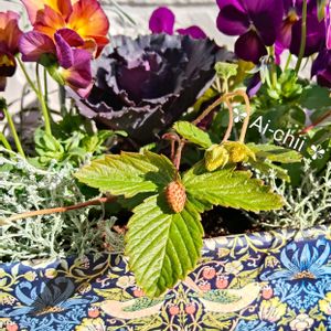 ハボタン,ワイルドストロベリー,パンジー,ビオラ,ヘリクリサムの画像