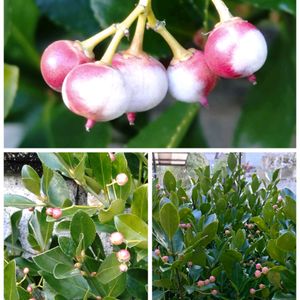 シコンノボタン,マサキ,マサキ,鉢植え,地植えの画像