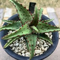 アロエ カスティロニアエ,アロエ  ハイブリッド,多肉植物,塊根植物,エケベリア属の画像