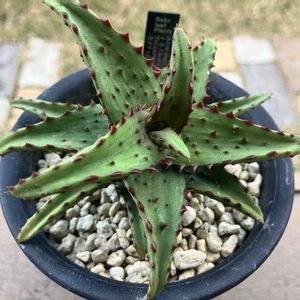 アロエ カスティロニアエ,アロエ  ハイブリッド,多肉植物,塊根植物,エケベリア属の画像