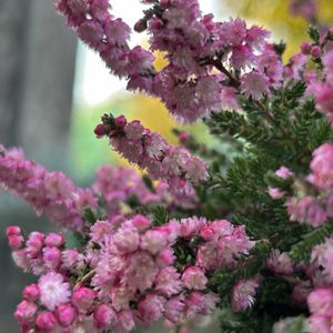 カルーナ ブルガリス,花のある暮らし,八重が好き❤︎,ピンクが好き❤︎,われら17年組の画像