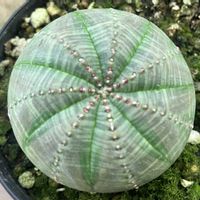 オベサ,ユーフォルビア属,ユーフォルビア・オベサ,アロエ  ハイブリッド,多肉植物の画像