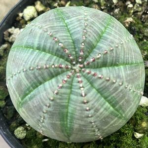 オベサ,ユーフォルビア属,ユーフォルビア・オベサ,アロエ  ハイブリッド,多肉植物の画像