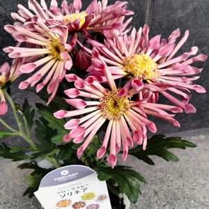 ティエラ,きく  菊,菊（マム）,フローラマムソリネア,鉢植えの画像