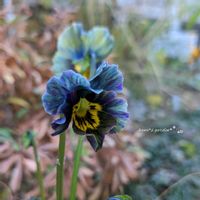 ビオラ,神戸べっぴんさんビオラ,ブルーシャドウ,ビオラ ブルーシャドウ,ビオラ・パンジーの画像