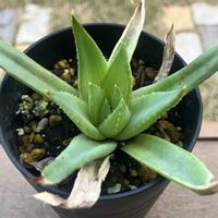 ユーフォルビア属,アロエ  ポリフィラ,アロエ  ハイブリッド,多肉植物,塊根植物の画像