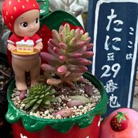 サボテンの寄せ植え,いやされる,GSのみなさんに感謝♡,❤️いいね、ありがとう,繋がりに感謝✨の画像