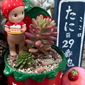 サボテンの寄せ植え,いやされる,GSのみなさんに感謝♡,❤️いいね、ありがとう,繋がりに感謝✨の画像