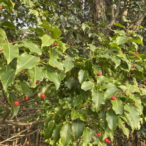 ソヨゴ,ソヨゴの実,モチノキ科モチノキ属の画像