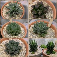 ハオルチア,多肉植物,ハオルチア属,ビスタ産の画像