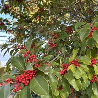 ナナカマド,可愛い,ナナカマドの実,赤と緑の画像