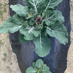 ロマネスコ,はたけ,地植え,ガーデニング,種まきっ子の画像