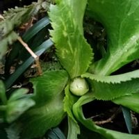 花のある暮らし, クリスマスローズ, クリスマスローズ,幸せな時間,四季を感じるの画像