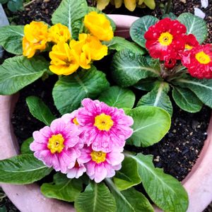 寄せ植え,鉢植え,かわいい花,花が好き,可愛いお花の画像