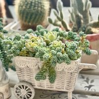 寄せ植え,多肉植物,多肉の寄せ植え,すーちゃんの寄せ植えの画像