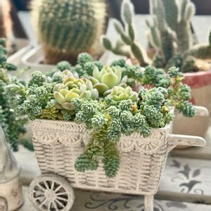 寄せ植え,多肉植物,多肉の寄せ植え,すーちゃんの寄せ植えの画像