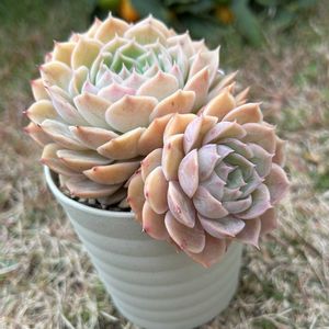 紅葉,オウンスロー,多肉植物,かわいい,多肉ちゃんの画像