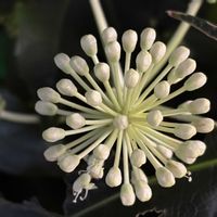 ヤツデ,クラリンドウ,フラワーパークかごしま,今日のお花,クリスマス月間の画像