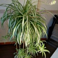 オリヅルランの画像