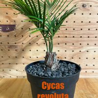 ソテツ,サイカス レボルタの画像