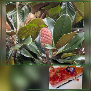 タイサンボク,花のある暮らし,ディズニーランド,植物好き,自然の不思議の画像