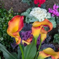 カラー,シクラメン,ハボタンの画像